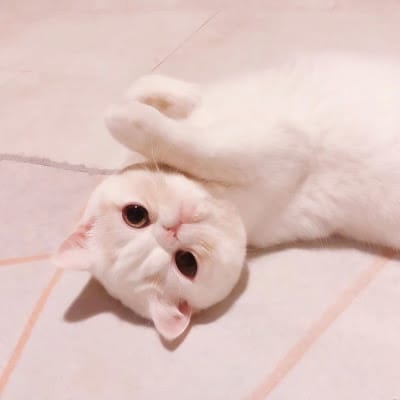 Rina Kusuma avatar