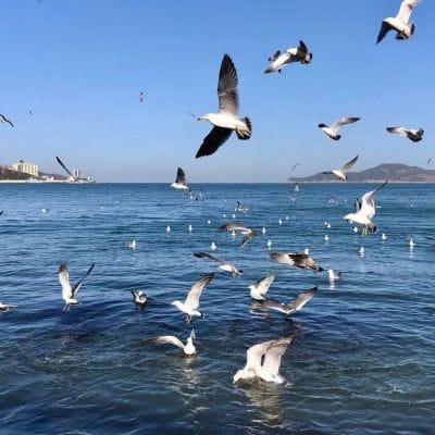 Reza Arap avatar
